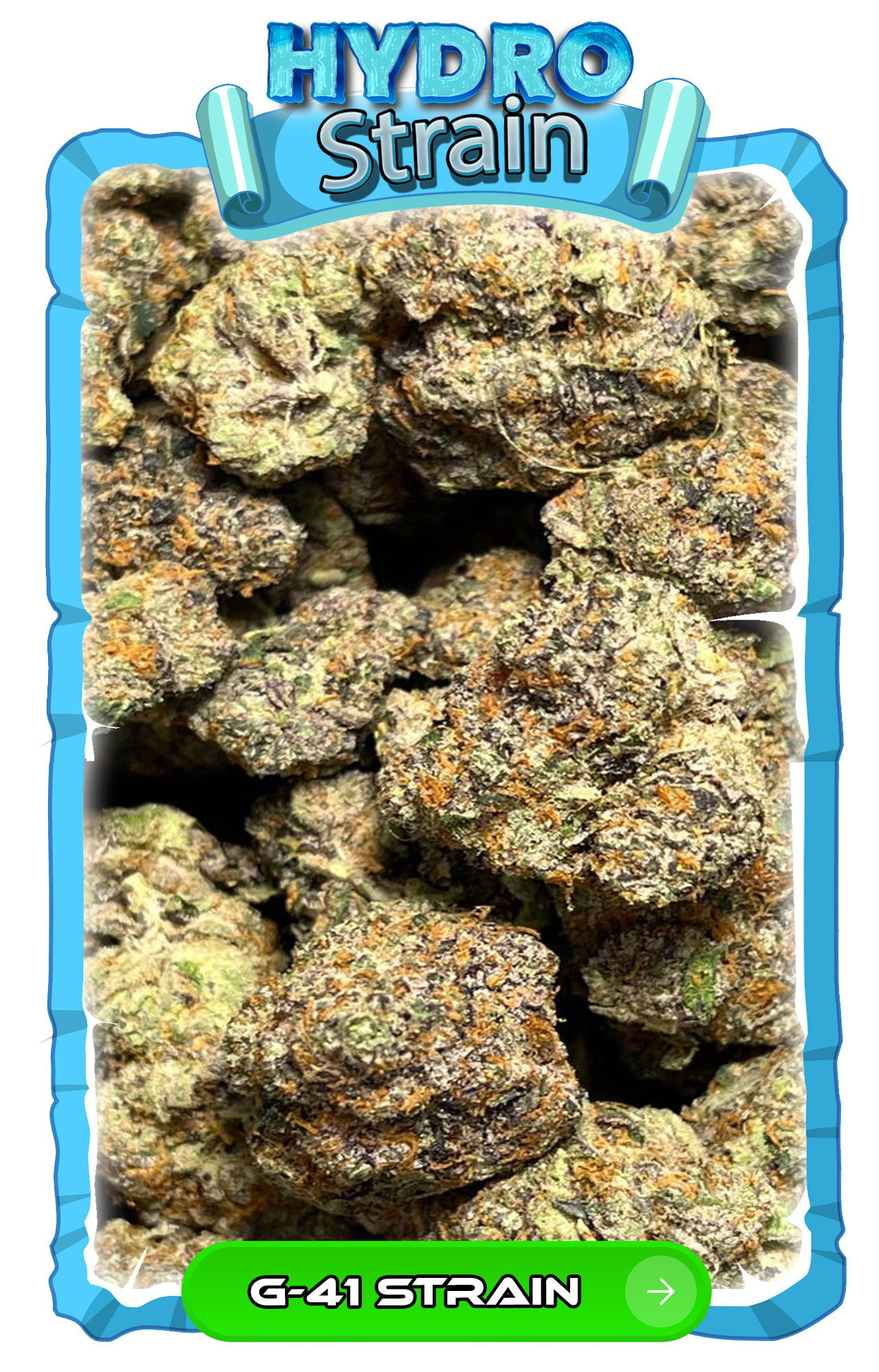 G41 Strain