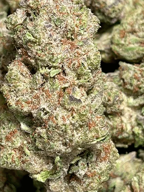 Jack Herer